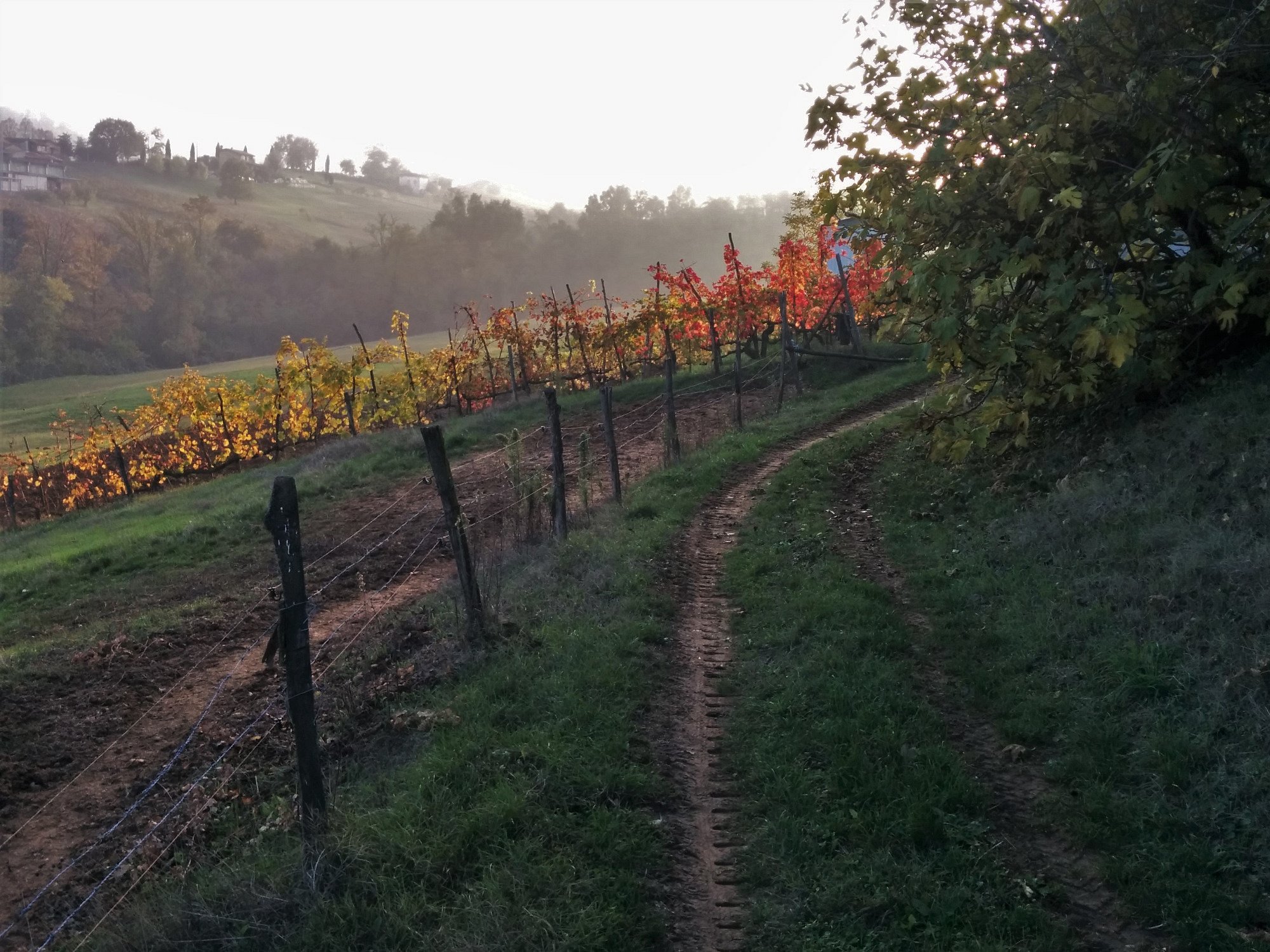 Le vigne in autunno